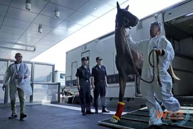 廣州海關(guān)：推動(dòng)粵港澳跨境物流通道“物暢其流”-貨之家